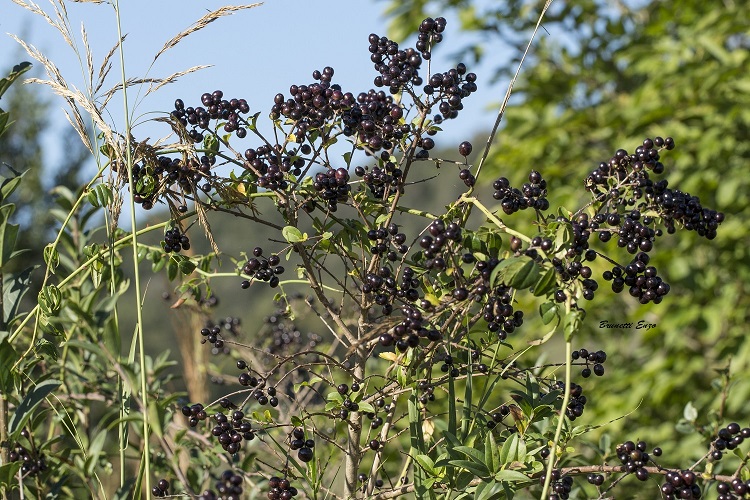 Pianta con bacche nere - Ligustrum vulgare